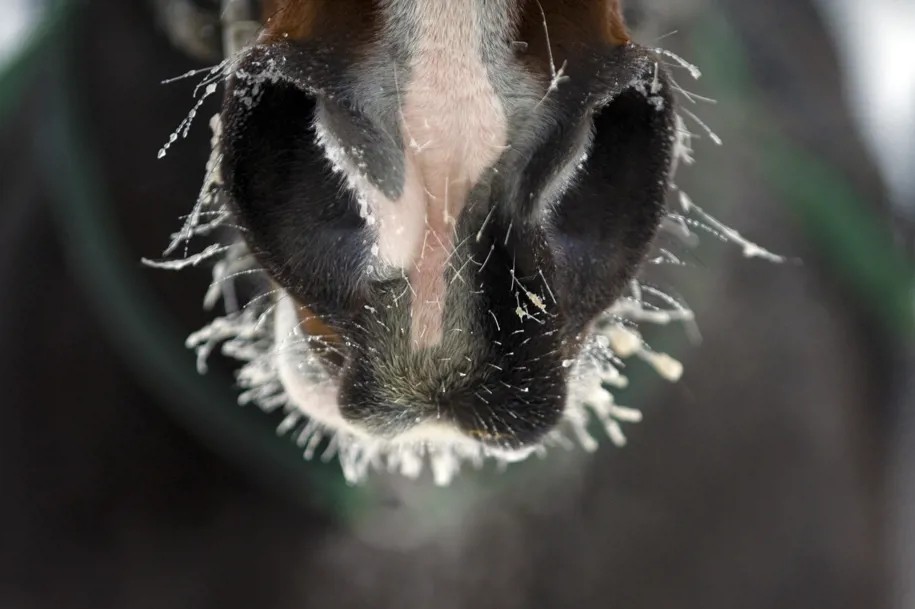 Inställda tävlingar 6 januari pga kyla