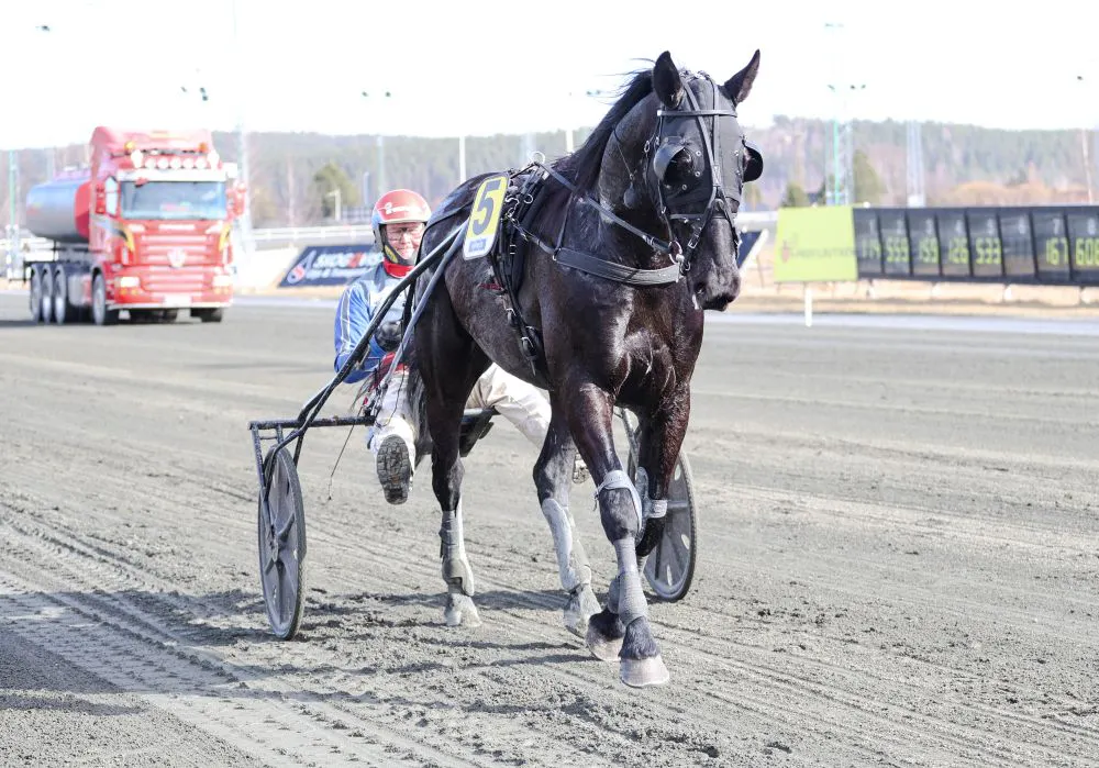 V75-vinnaren glänste i årsdebuten!