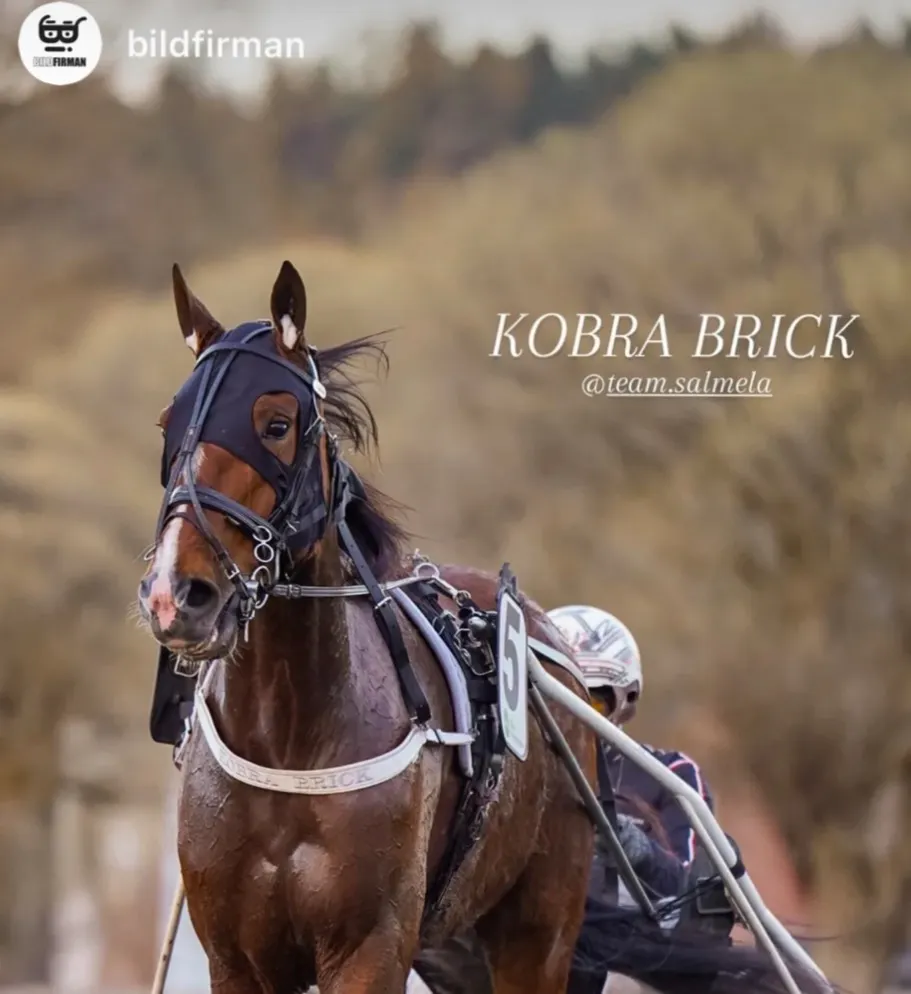 Fin vecka för Salmela, Kobra vann direkt och fyrtal i Skelelfteå!