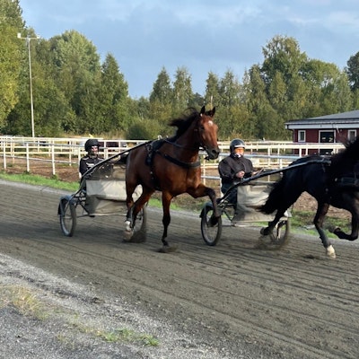 Två Bodenhästar i norska storloppen